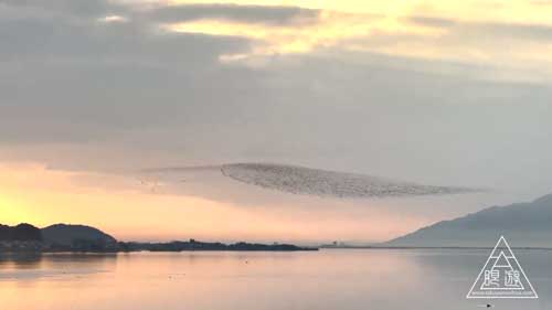 トモエガモの群れ