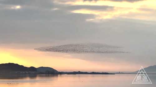 トモエガモの群れ