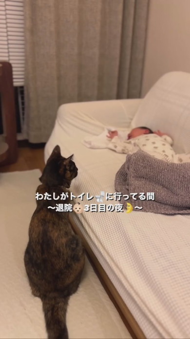 赤ちゃんを見守るサビ柄猫ちゃん