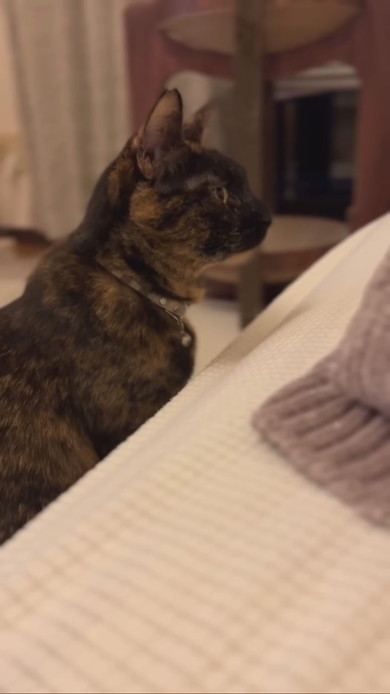 真剣な表情で赤ちゃんを見守るサビ柄猫ちゃん