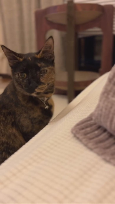 真剣な表情で赤ちゃんを見守るサビ柄猫ちゃん