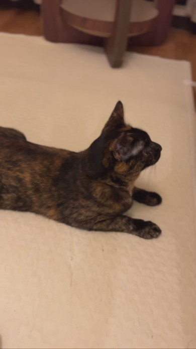 真剣な表情で赤ちゃんを見守るサビ柄猫ちゃん