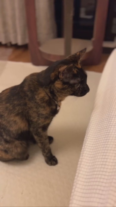 赤ちゃんをじっと見つめるサビ柄の猫ちゃん