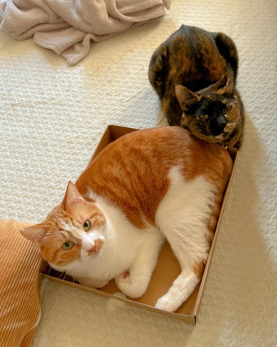 寄り添う猫ちゃん2匹