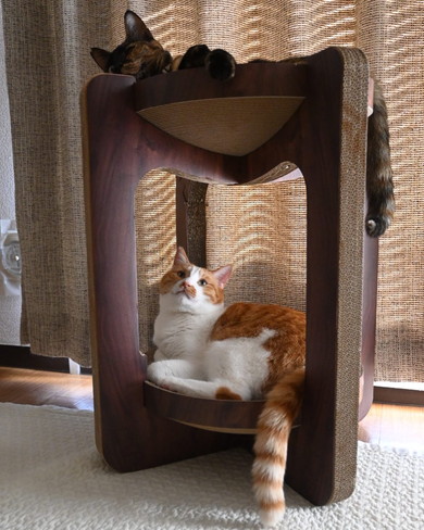 2段爪とぎの上下でくつろぐ猫ちゃん2匹