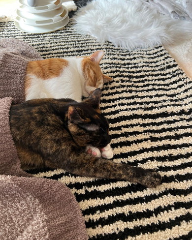 毛布かぶって眠る猫ちゃん2匹