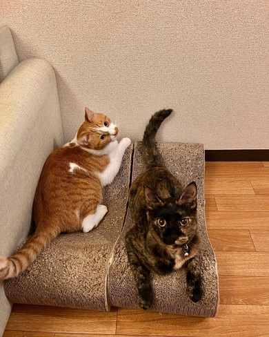 爪とぎの上でくつろぐ猫ちゃん2匹