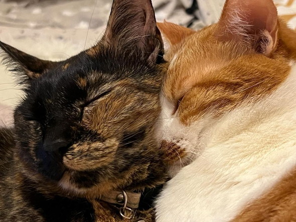 くっついて眠る猫ちゃん2匹
