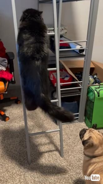 はしごを登る猫