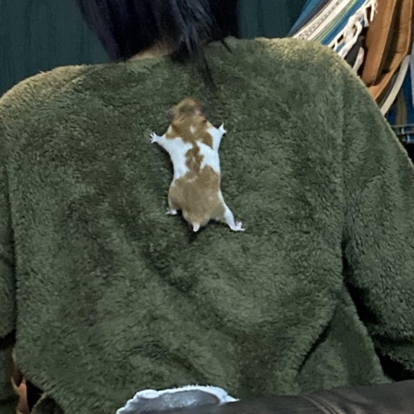 背中にくっついたハムスター