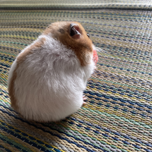 ハムスターの背中