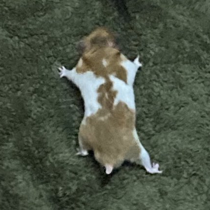 背中にくっついたハムスター