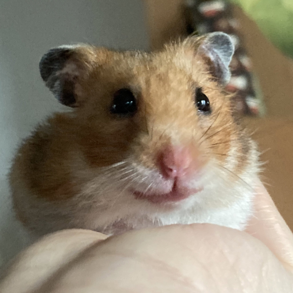 笑顔のハムスター
