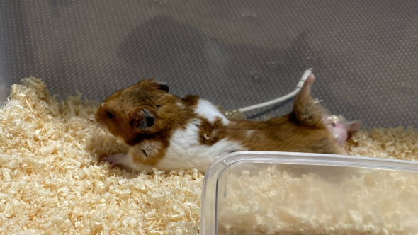 ハムスターの全身姿