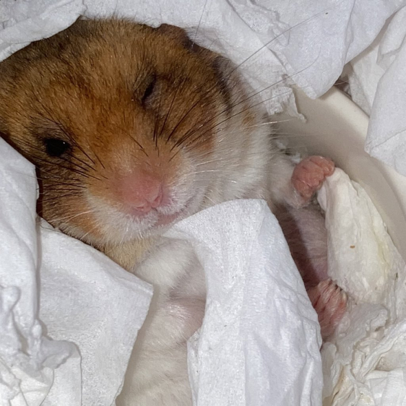 ハムスターのウィンク