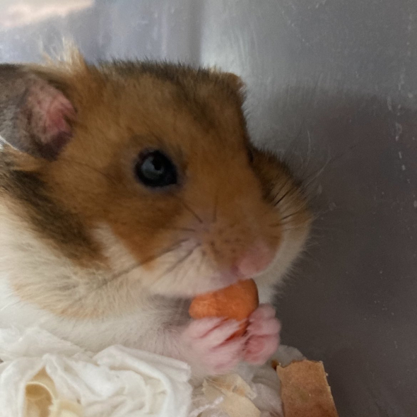 食事中のハムスター