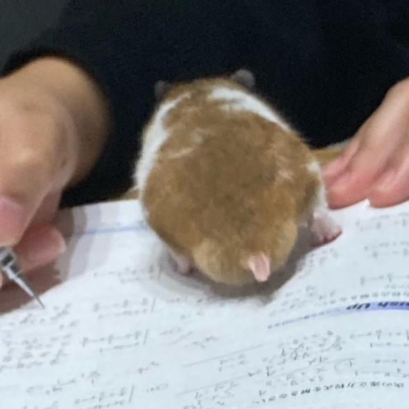 邪魔をするハムスター