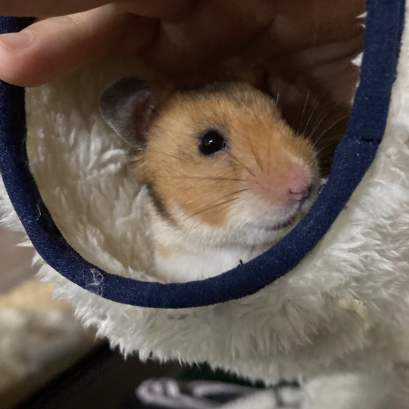 袖の中にハムスター