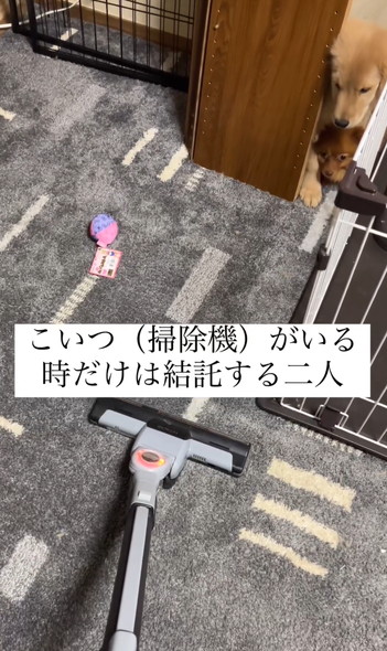 結託するワンコ