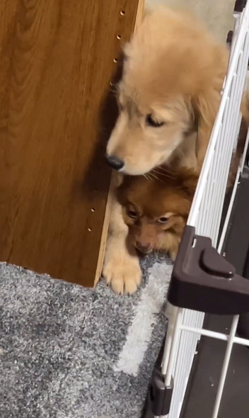 結託するワンコ