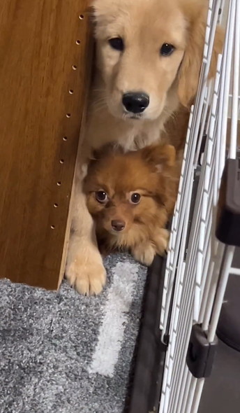 結託するワンコ