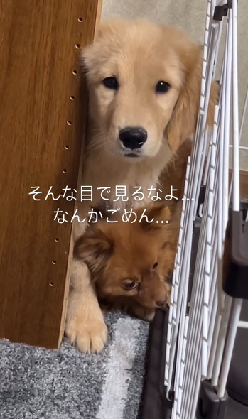 結託するワンコ