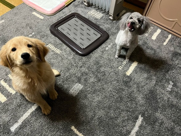 ゴールデンとプードル
