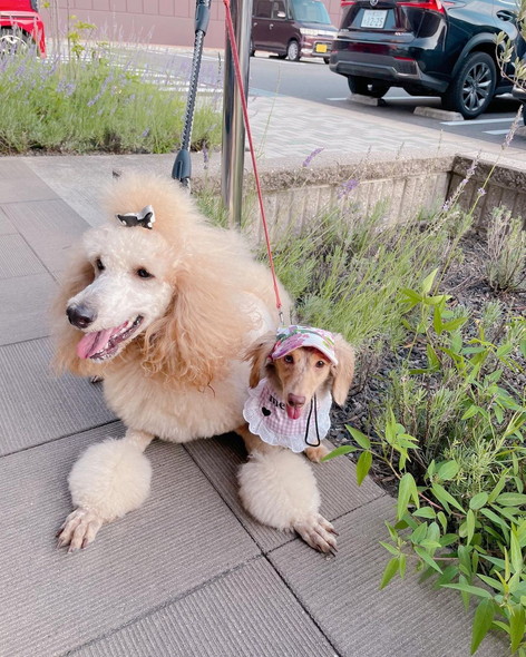 プードルとダックス