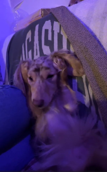 布団にいるダックス