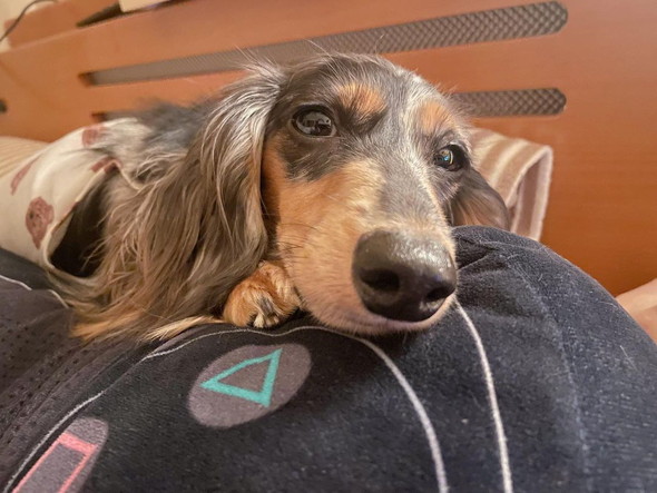 ダックスアップ