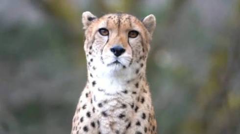 チーターの鳴き声がかわいい