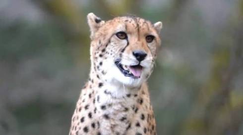チーターの鳴き声がかわいい