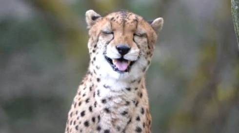 チーターの鳴き声がかわいい