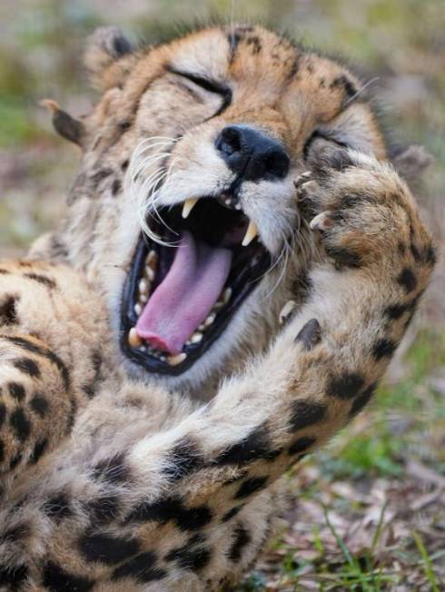 チーターのあくび