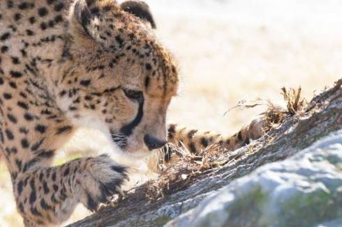 爪をとぐチーター