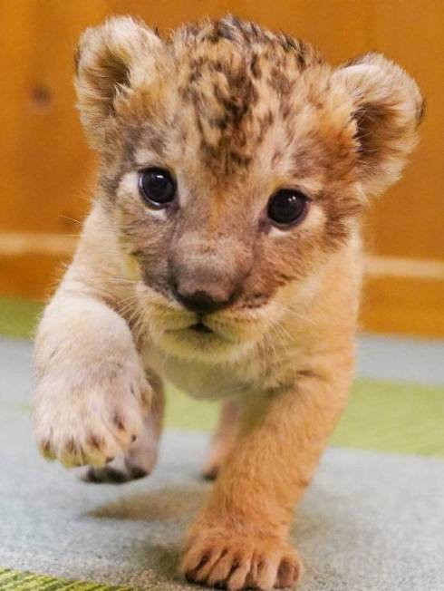 ライオンの赤ちゃん