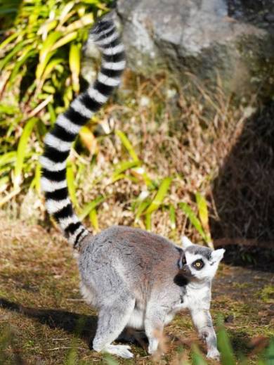 ワオキツネザル