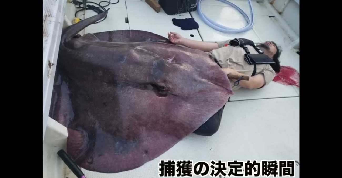 巨大深海魚のぶっとい毒針に刺され5時間後、体がとんでもないことに……　衝撃の経過報告に「死なないで」（1/2） | ねとらぼ