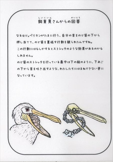ペリカンの口