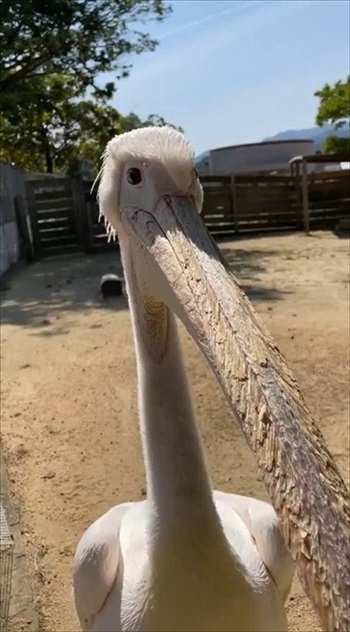 ペリカンの口