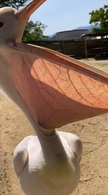 ペリカンの口