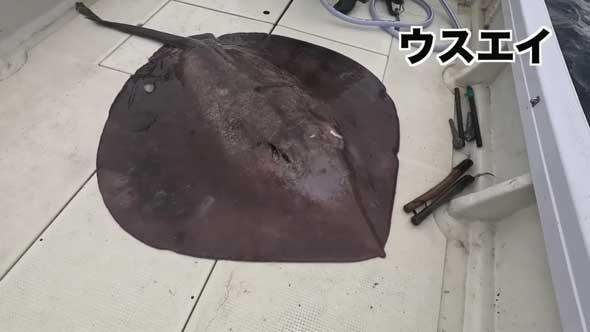 深海 巨大魚 毒針 生物 ウスエイ 尾 トゲ 毒棘 腕を刺されたら