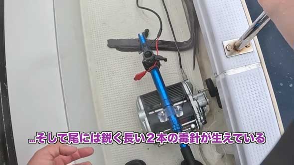 深海 巨大魚 毒針 生物 ウスエイ 尾 トゲ 毒棘 腕を刺されたら