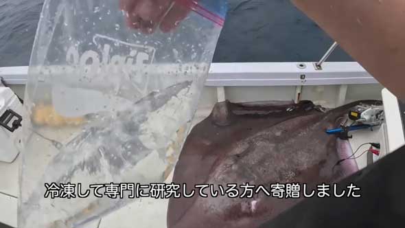 深海 巨大魚 毒針 生物 ウスエイ 尾 トゲ 毒棘 腕を刺されたら