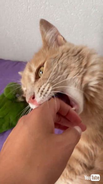 飼い主の手を甘咬みする猫