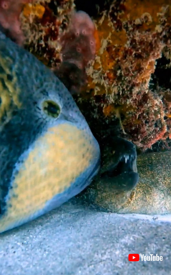 スケボーで散歩する猫