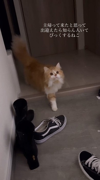 飼い主を出迎えたら知らない人もいて驚く猫