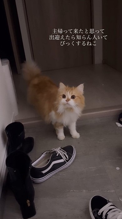 飼い主を出迎えたら知らない人もいて驚く猫