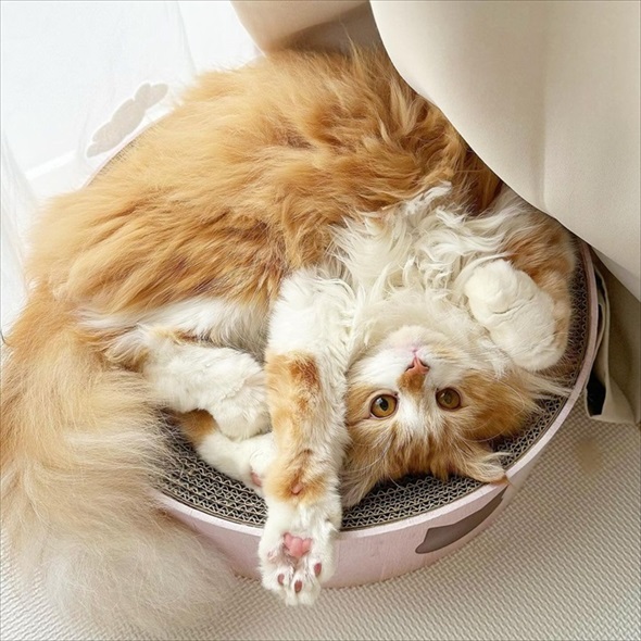 飼い主を出迎えたら知らない人もいて驚く猫