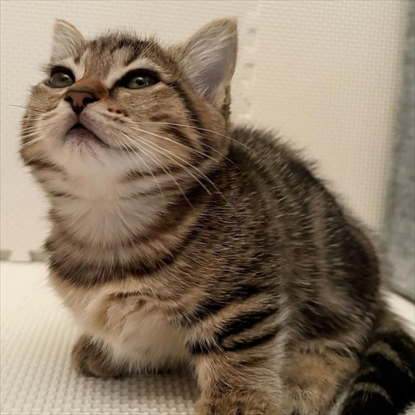 飼い主を出迎えたら知らない人もいて驚く猫